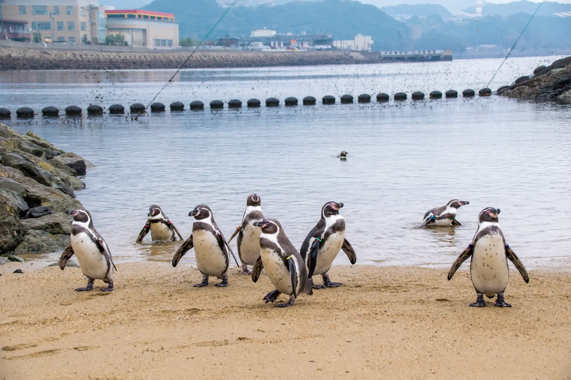 ラッキータクシーで行く!!🚕 長崎ペンギン水族館日帰りツアー