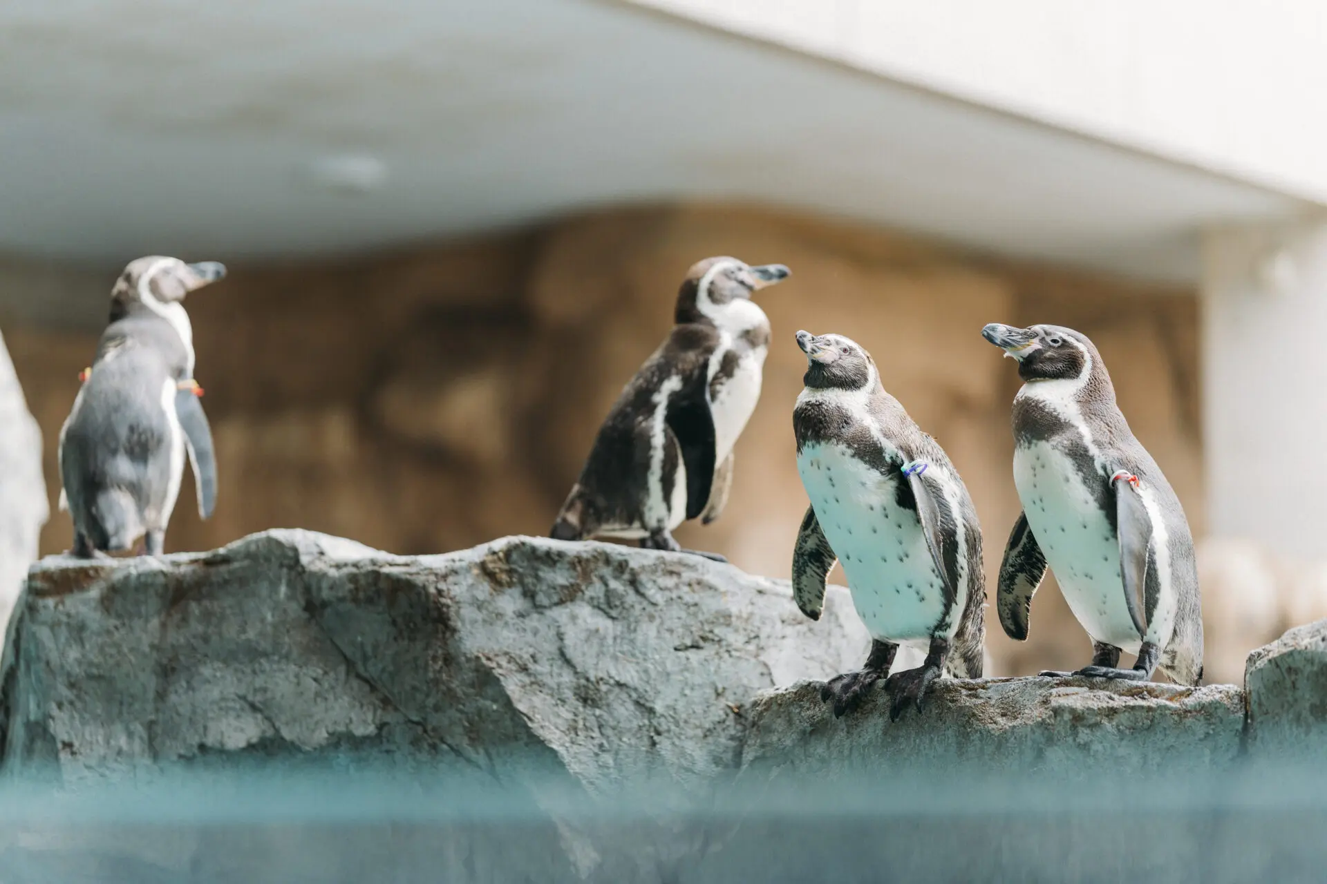 ラッキータクシーで行く!!🚕 長崎ペンギン水族館日帰りツアー