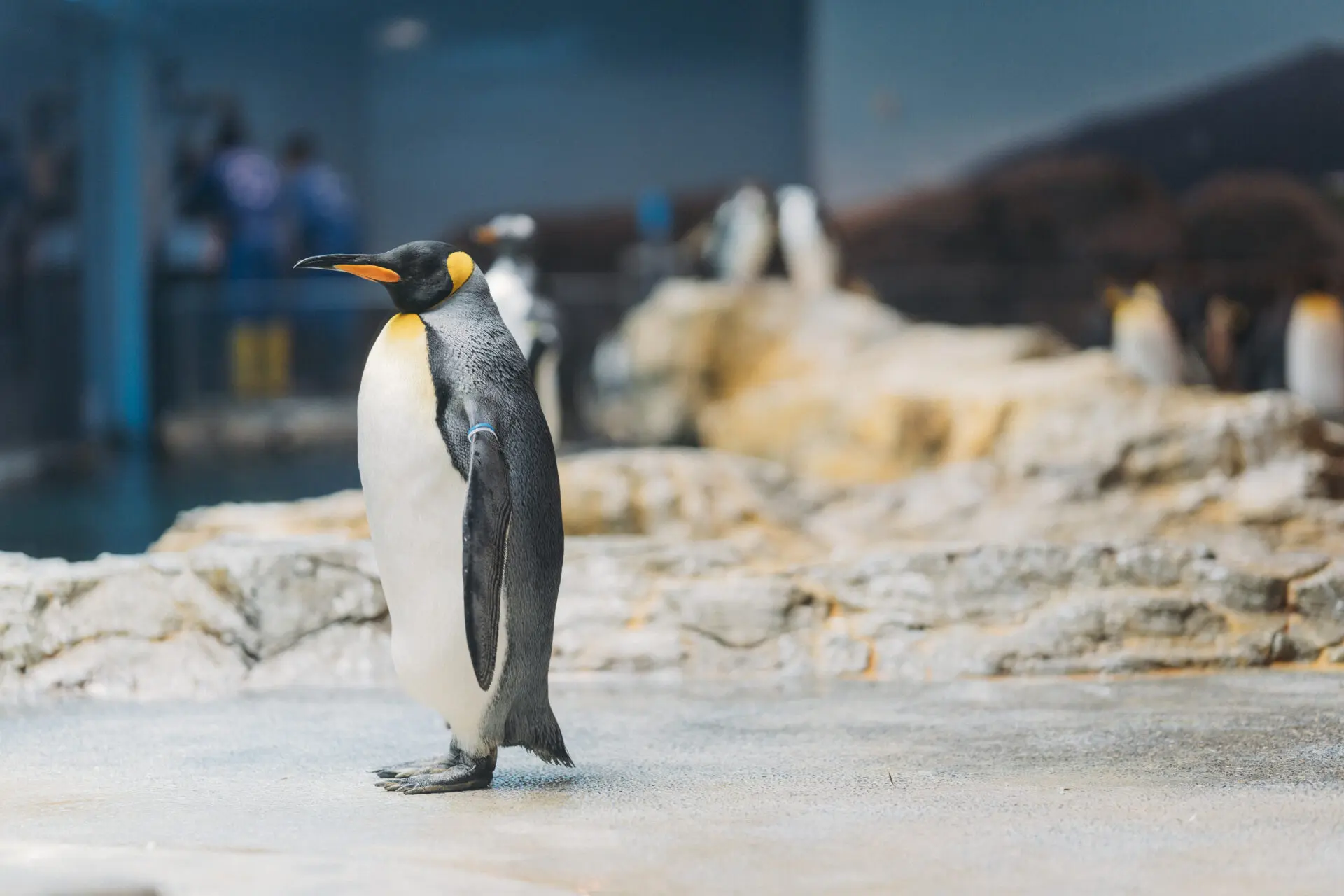 ラッキータクシーで行く!!🚕 長崎ペンギン水族館日帰りツアー