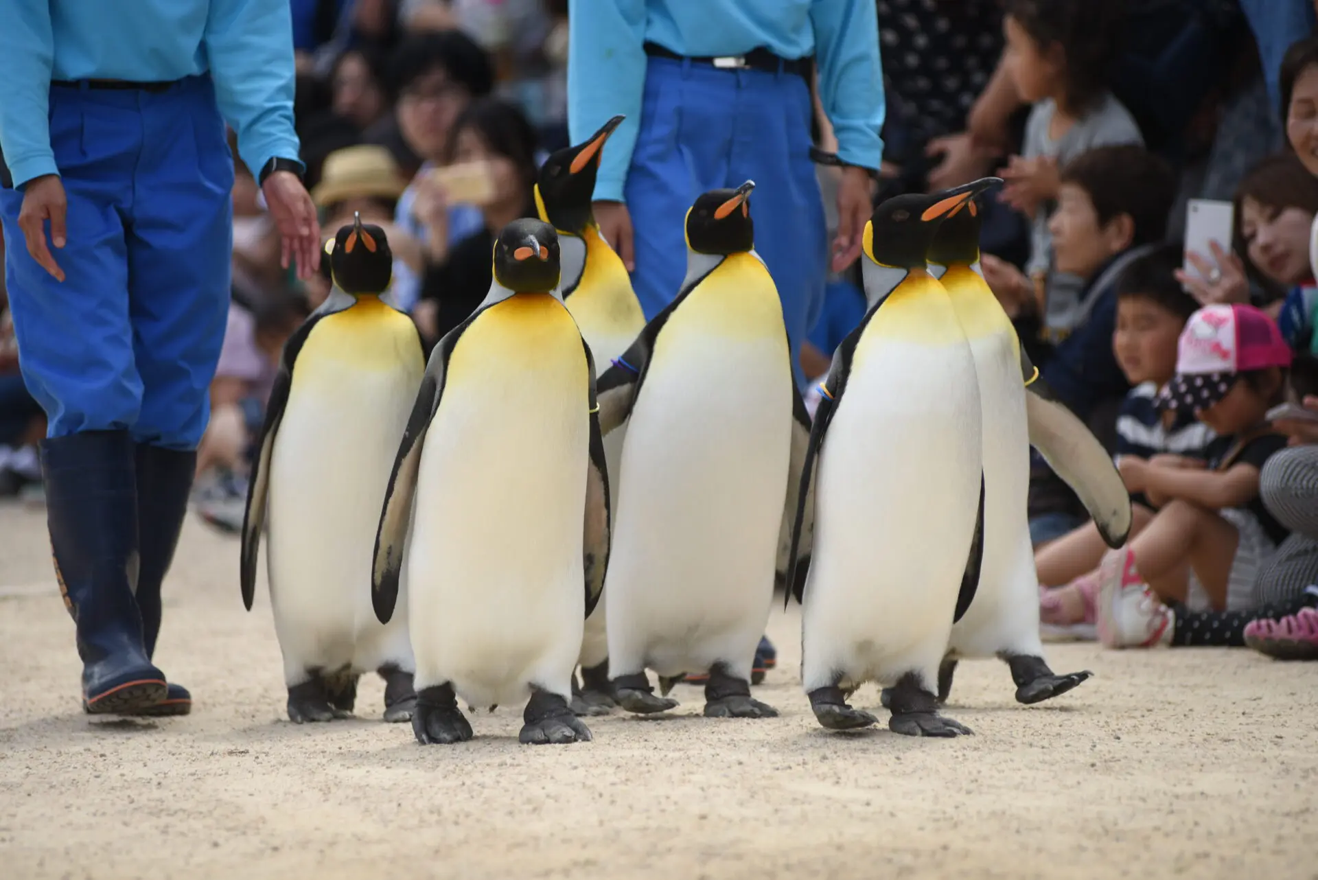 ラッキータクシーで行く!!🚕 長崎ペンギン水族館日帰りツアー🐧🐧💕 – PLAY NAGASAKI